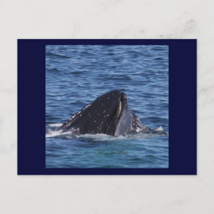 Humpback Whale Postkarte