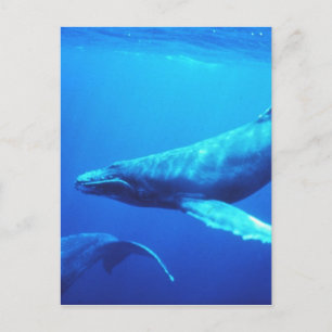 Humpback Whale Postkarte