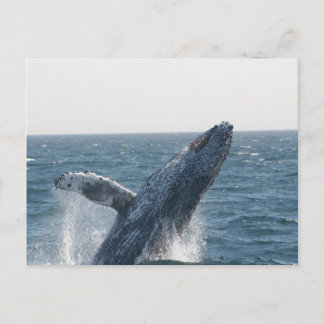 Humpback Whale Postkarte