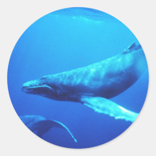 Humpback Whale Runder Aufkleber