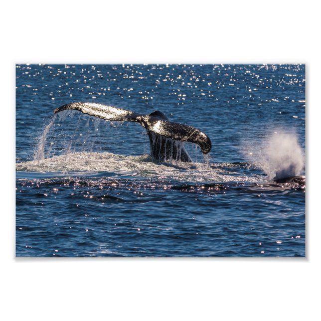 Humpback Whale Schwanz Fluke Foto Print (Vorne)