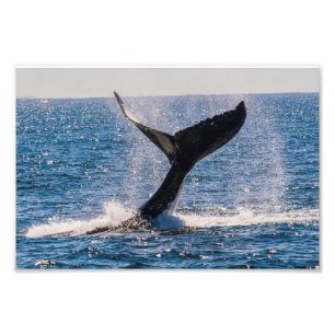 Humpback Whale - Schwanz Fluke Foto Print