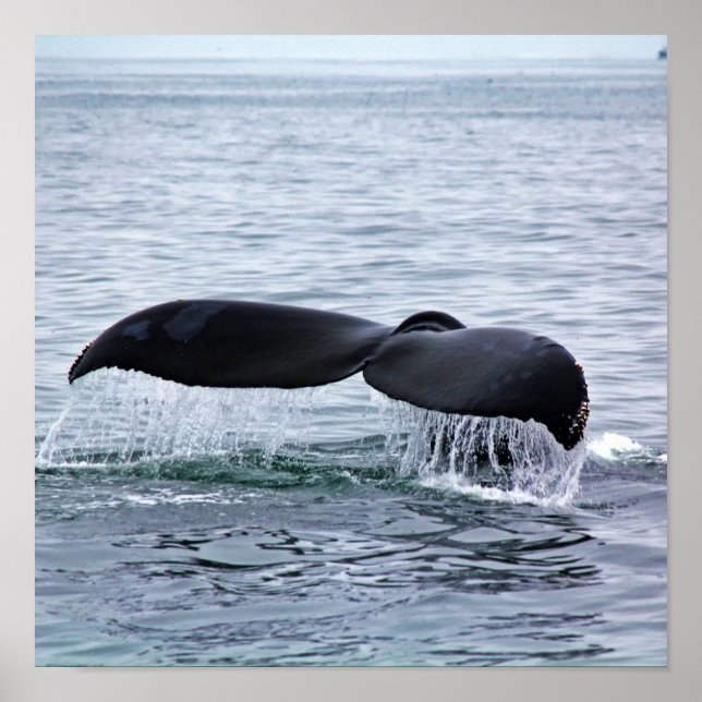 Humpback Whale Schwanz Fluke in Monterey Bay Poster (Vorne)