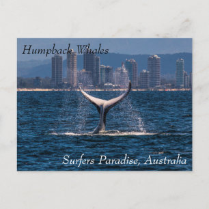 Humpback Whale Schwanz Fluke Off Surfers Paradies Postkarte