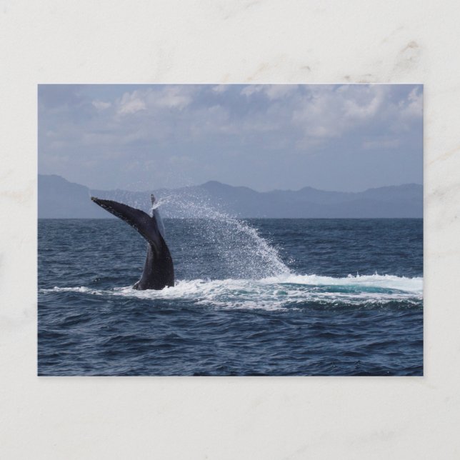 Humpback Whale Schwanz Splash Postkarte (Vorderseite)