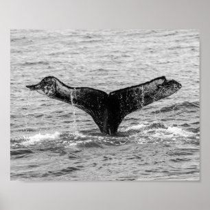 Humpback Whale Schwanz Splash - Wildlife Fotografy Poster