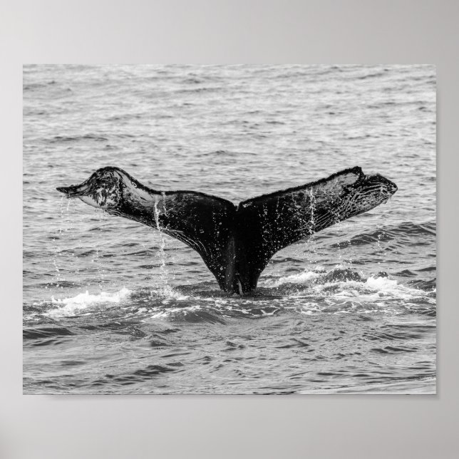 Humpback Whale Schwanz Splash - Wildlife Fotografy Poster (Vorne)
