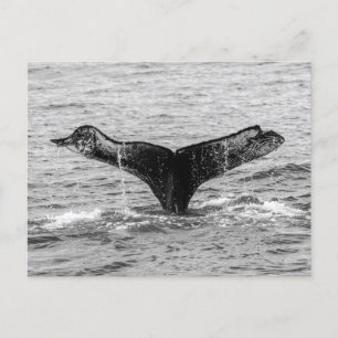 Humpback Whale Schwanz Splash - Wildlife Fotografy Postkarte