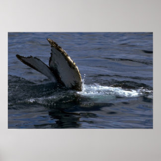 Humpback Whale Sounding (Schwanz Flukes) Poster