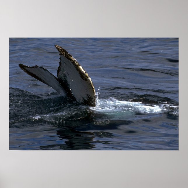 Humpback Whale Sounding (Schwanz Flukes) Poster (Vorne)