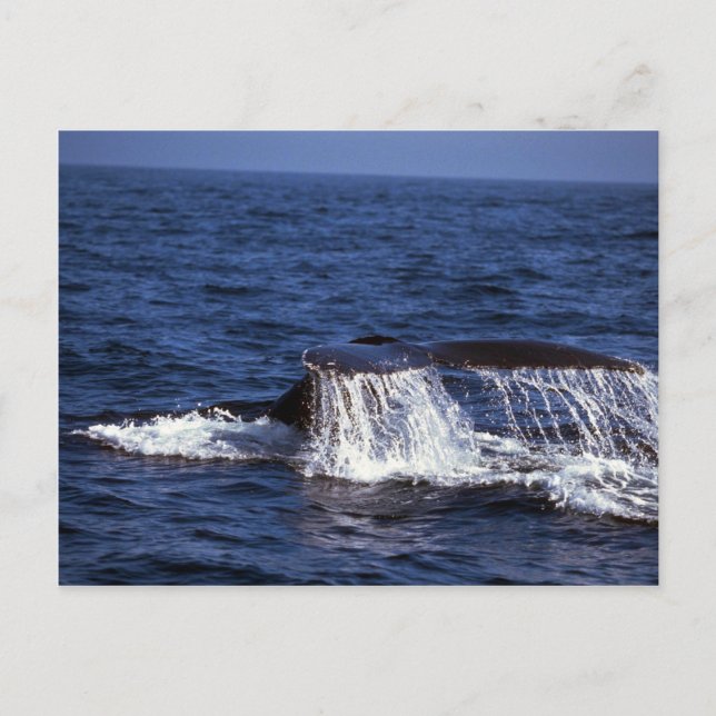 Humpback Whale Sounding (Schwanz Flukes) Postkarte (Vorderseite)