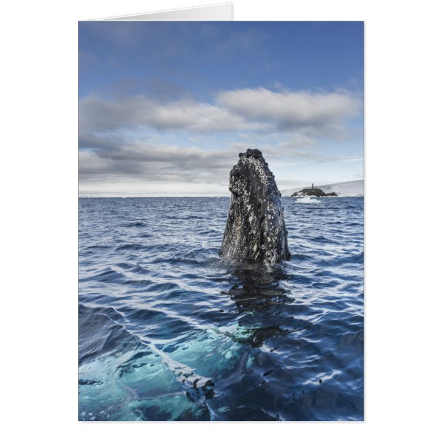 Humpback Whale Spyhops | Hope Bay, Antarktis (Vorne)
