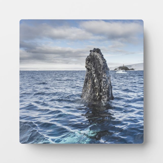 Humpback Whale Spyhops | Hope Bay, Antarktis Fotoplatte (Vorderseite)