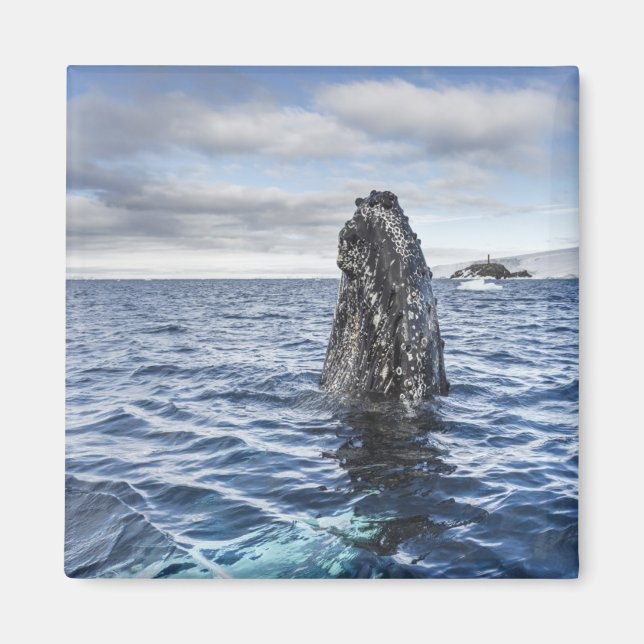 Humpback Whale Spyhops | Hope Bay, Antarktis Magnet (Vorne)