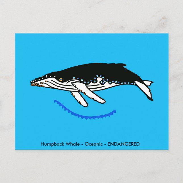 Humpback WHALE - Wildtiere - Natur - Postkarte (Vorderseite)