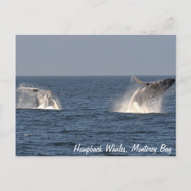 Humpback Whales Breaching Postcard Postkarte (Vorderseite)