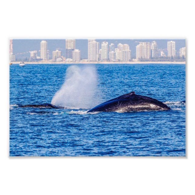 Humpback Whales Foto Print (Vorne)