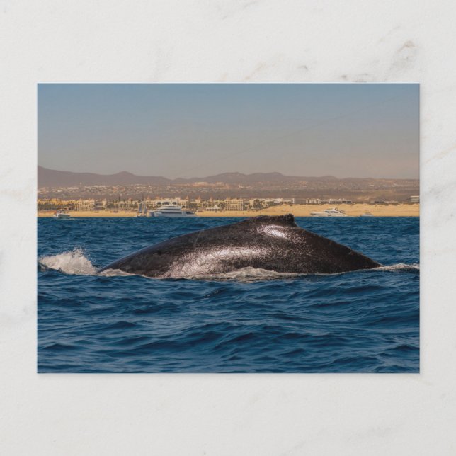 Humpback Whales in Mexico Postkarte (Vorderseite)