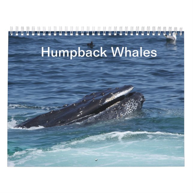 Humpback Whales Kalender 2014 (Titelbild)