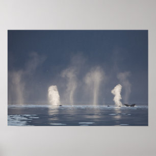 Humpback Whales Megaptera novaeangliae Poster