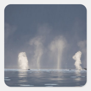 Humpback Whales Megaptera novaeangliae Quadratischer Aufkleber
