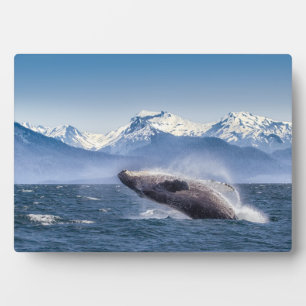 Humpbackwal in Alaska Fotoplatte