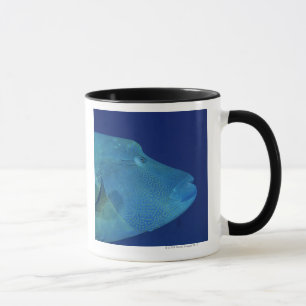 Humphead Wrasse 2 Tasse