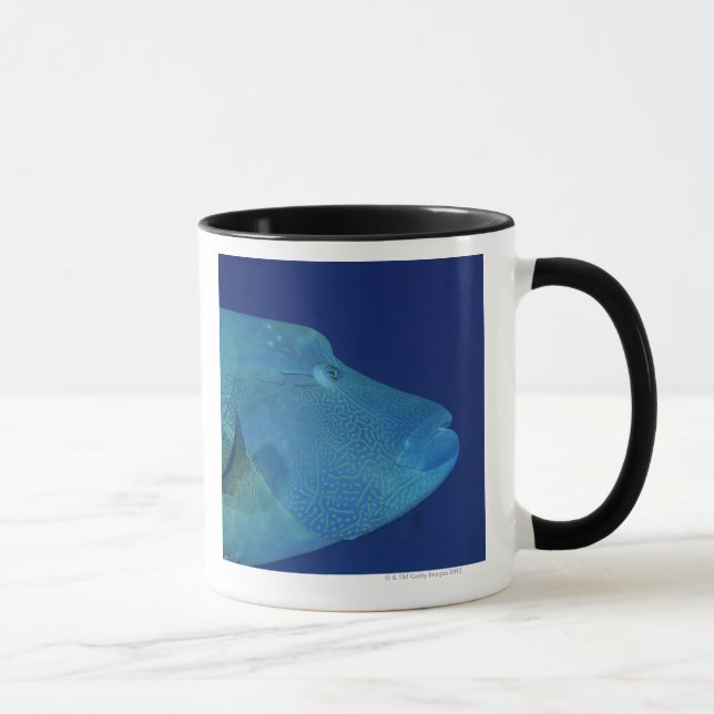 Humphead Wrasse 2 Tasse (Rechts)