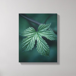 Humulus Leaf Nature Foto Leinwanddruck