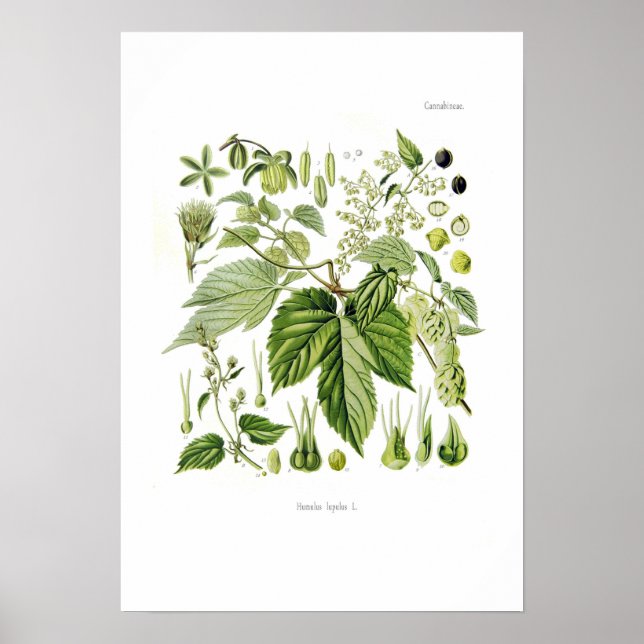 Humulus lupulus (Hop) Poster (Vorne)