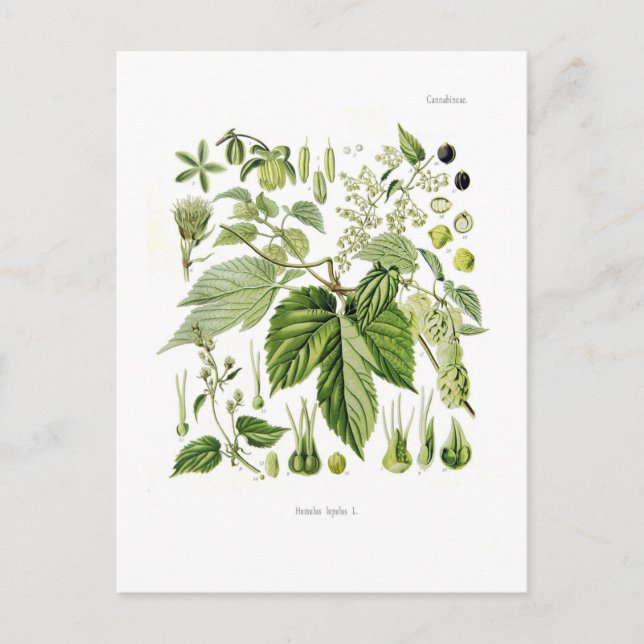 Humulus lupulus (Hop) Postkarte (Vorderseite)
