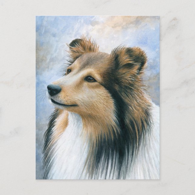 Hund 122 Sheltie Collie Postkarte (Vorderseite)
