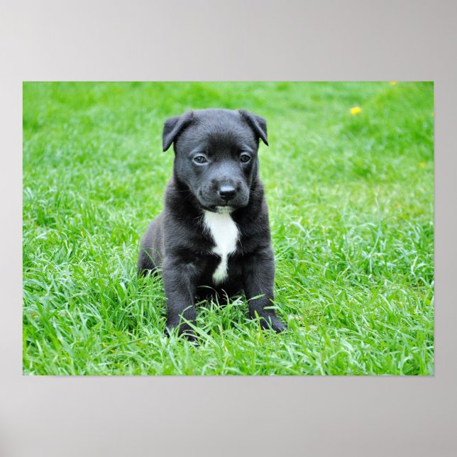 Hund-280332 JUNGE HUNDE SCHWARZE PUPPY ADORABLE PE Poster (Vorne)
