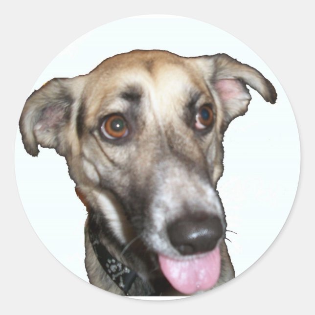 Hund 2, Aufkleber (Vorderseite)