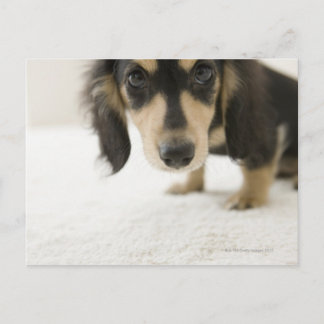 Hund 2 postkarte