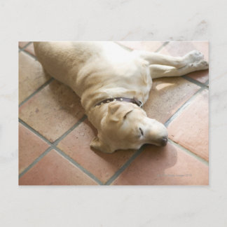 Hund 3 postkarte