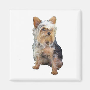 Hund 4 ein Magnet