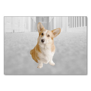 Hund ABA Tact Labeling Flashcard Picture Card Tischnummer