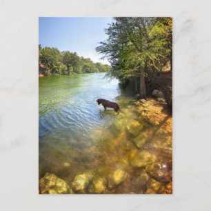 Hund am Ladybird Lake - Downtown Austin Texas Postkarte