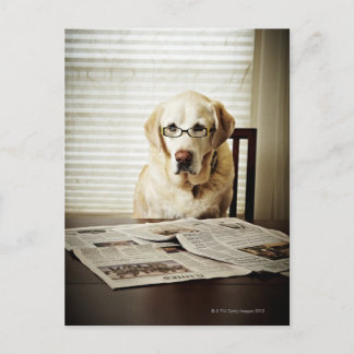 Hund am Morgen Postkarte