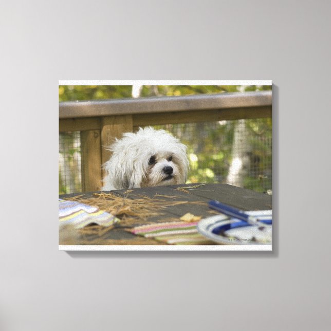 Hund am Picknick Leinwanddruck (Vorderseite)