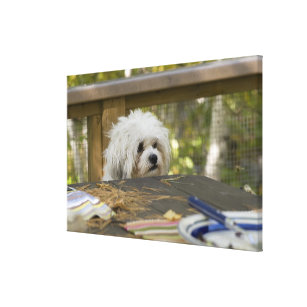 Hund am Picknicktisch Leinwanddruck