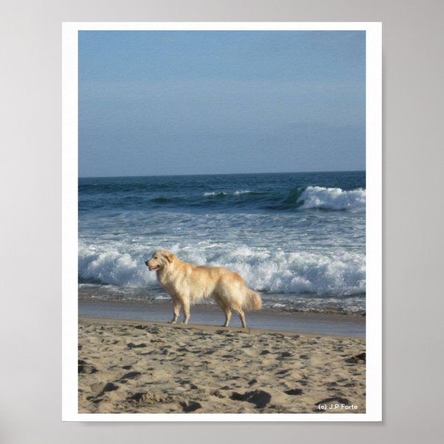 Hund am Strand Poster (Vorne)