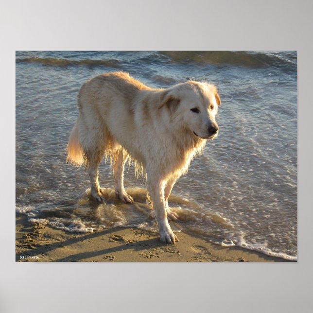 Hund am Strand Poster (Vorne)
