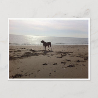 Hund am Strand Postkarte