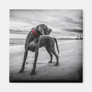 Hund am Strand Schwarz-Weiß-Foto mit rotem Halsban Magnet