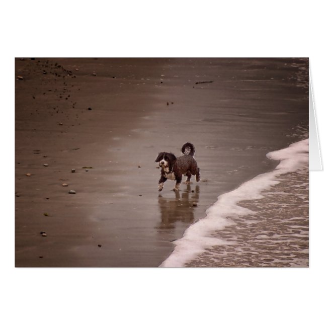 Hund am Strand Sepia Toned Blank (Vorderseite (Horizontal))