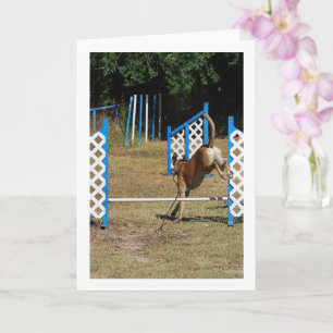 Hund an der Ausbildungsschule Karte