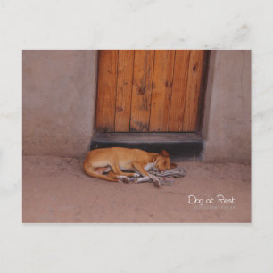 Hund an der Erholung Postkarte