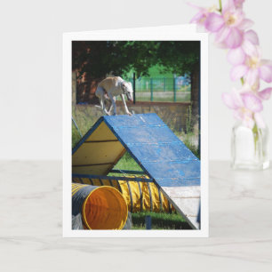 Hund an der Schulungsschule Karte